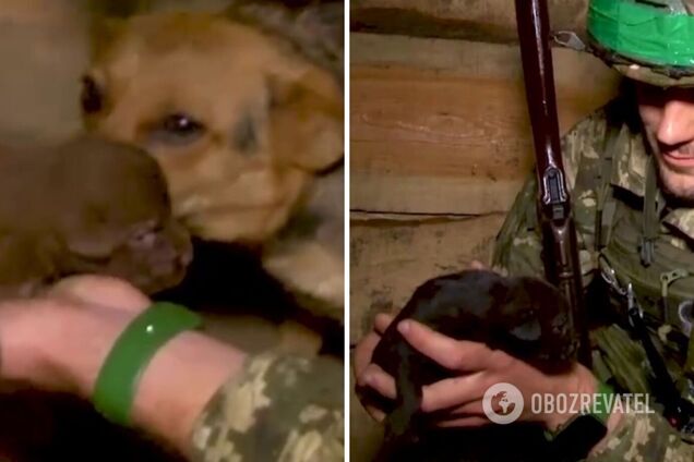 'Пухнасте підкріплення': прикордонники показали цуценят, які народилися на передовій. Миле відео