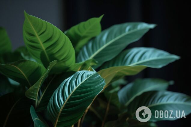 Как правильно чистить листья комнатных цветов от пыли и грязи: советы хозяйкам