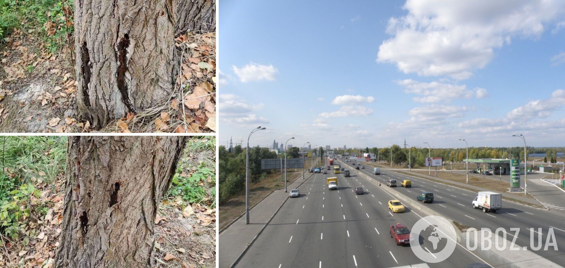 Неизвестные повредили более 100 деревьев на проспекте Шухевича