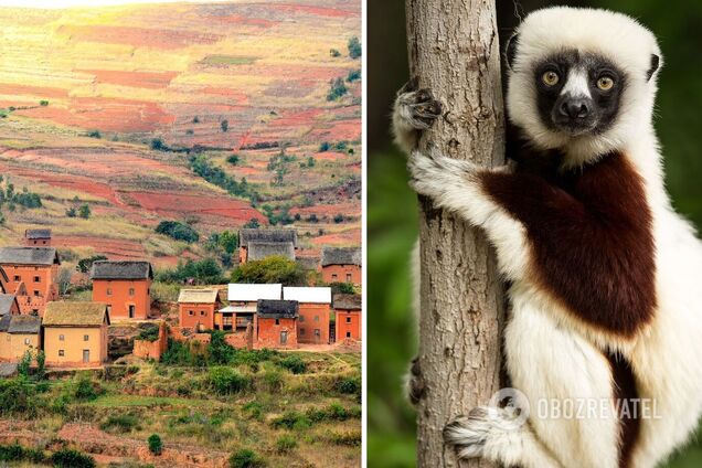 Дивовижний Мадагаскар: 14 фактів про екзотичну країну з мультфільма