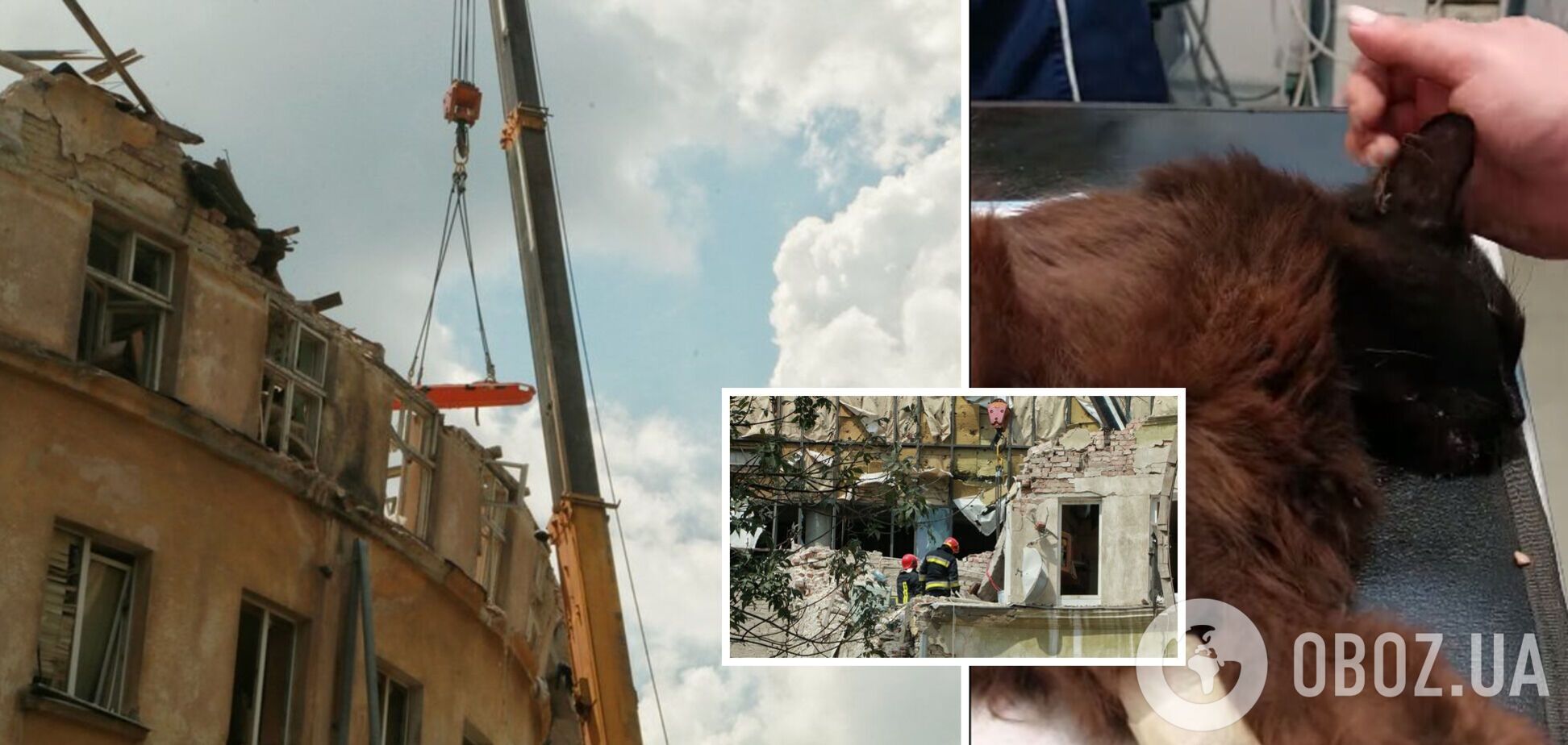 На завалах будинку знайшли домашнього вихованця