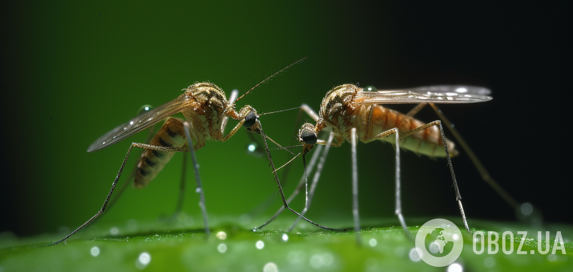 Комары не терпят запах: какие растения спасут дом от насекомых