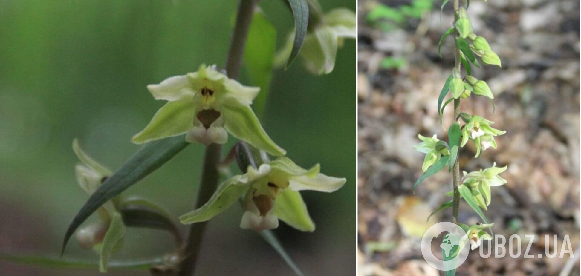 В урочище Голосеевский лес начала цвести редкая орхидея