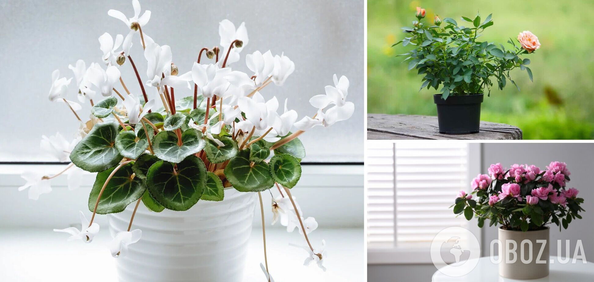 Красивы только в магазине: какие цветы плохо приживаются дома