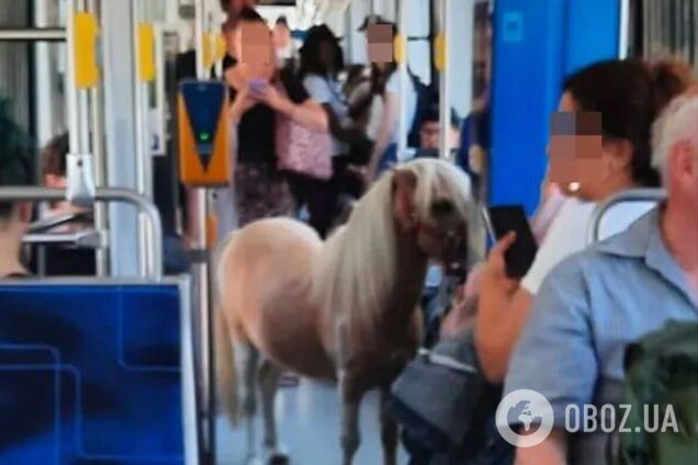 В Германии пони проехался на трамвае и стал звездой соцсетей. Фото