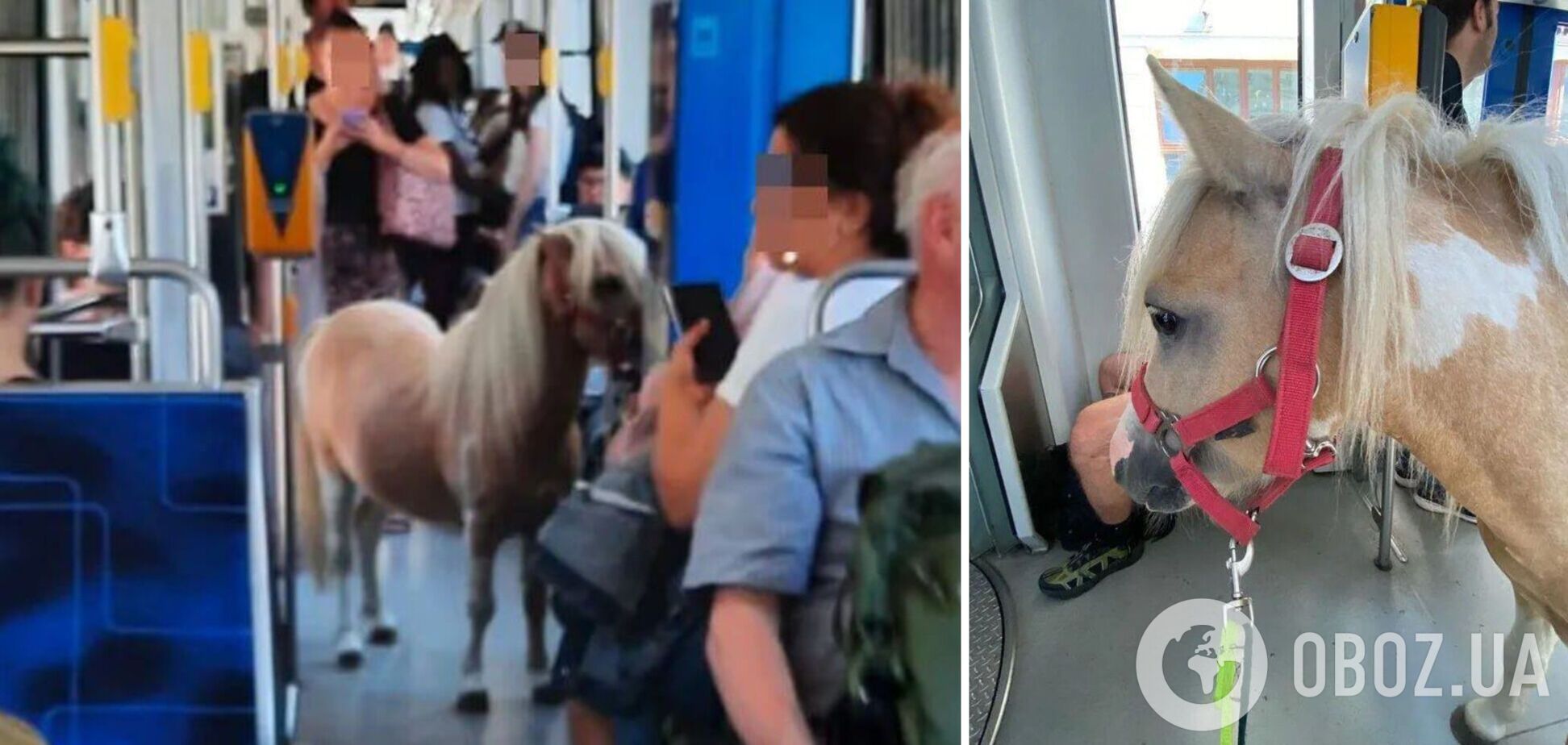 В Германии пони проехался на трамвае и стал звездой соцсетей. Фото