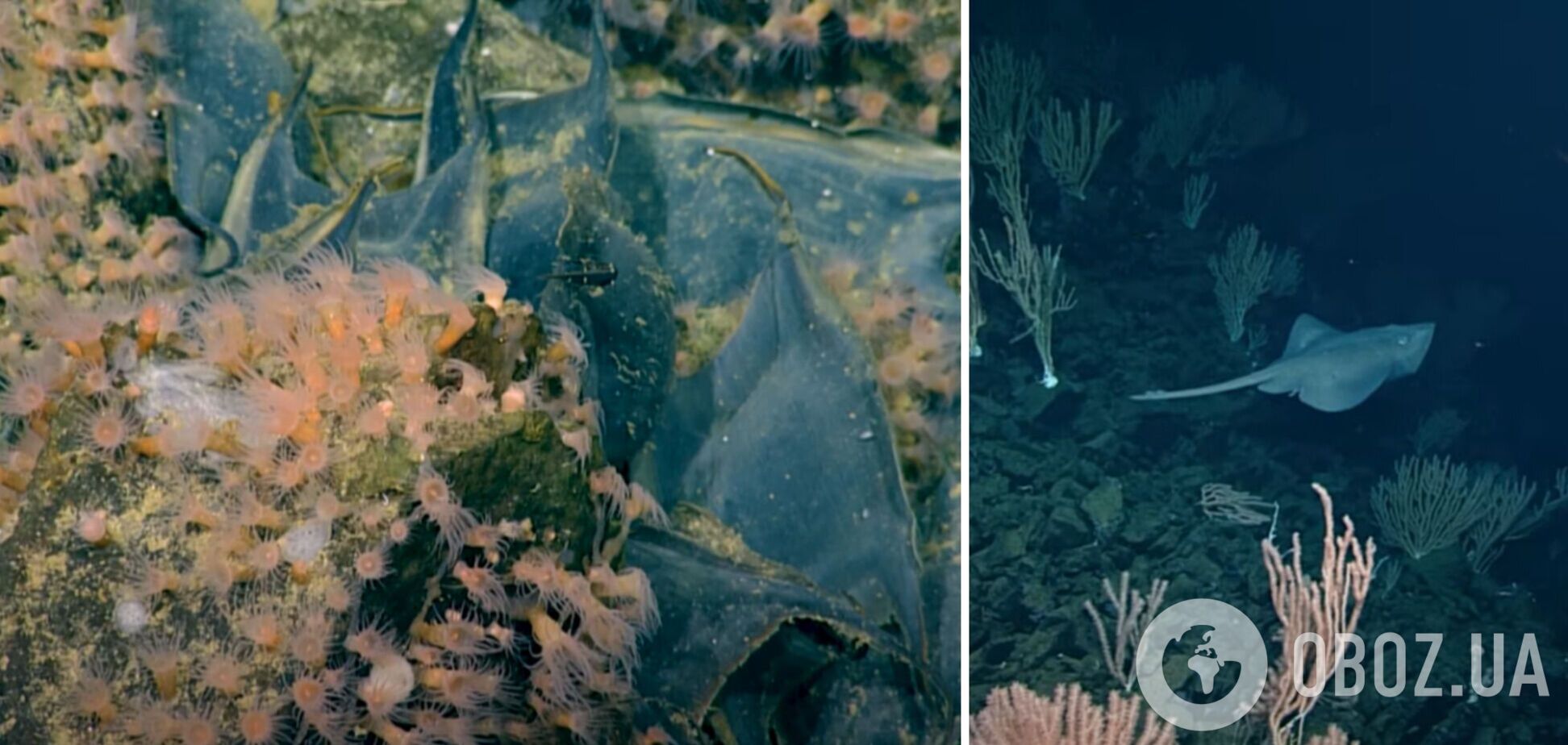 На дне океана обнаружен активный древний вулкан, покрытый миллионом гигантских яиц