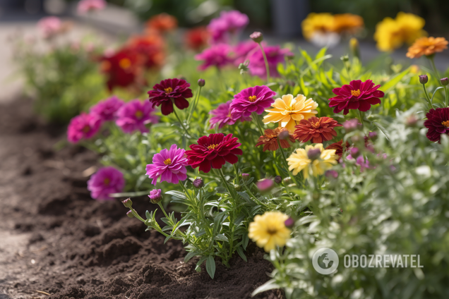 Які рослини можна посадити у саду у серпні: цвістимуть до заморозків