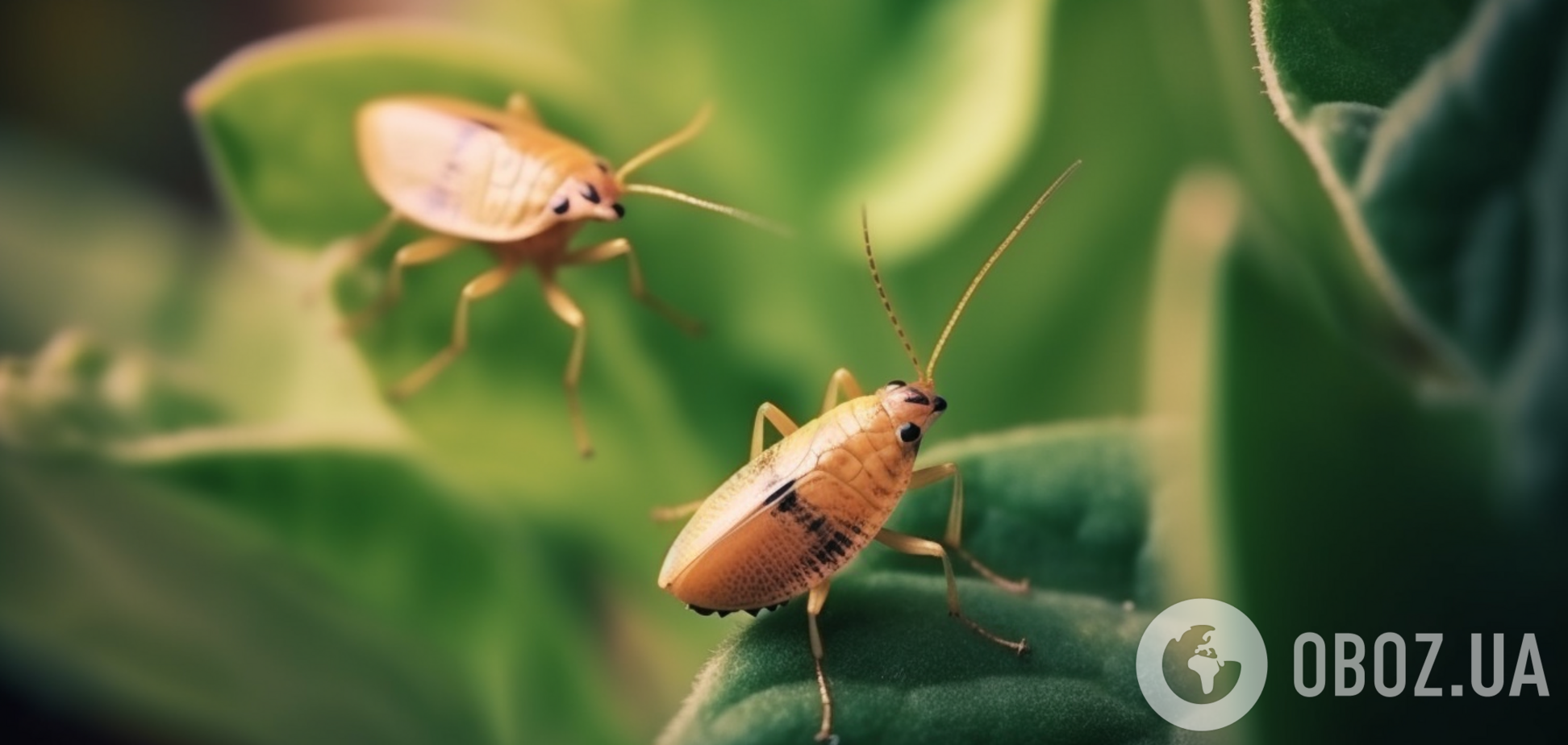 Як позбутися жуків на будь-яких рослинах: вірусний лайфхак