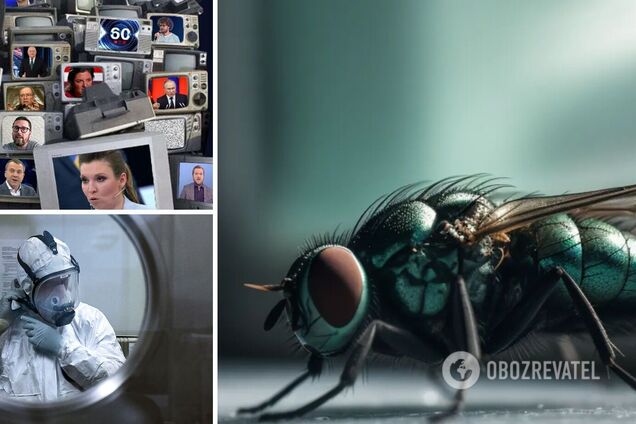 Новое биооружие: русские пропагандисты выдали страшилку о кусачих мухах. Видео