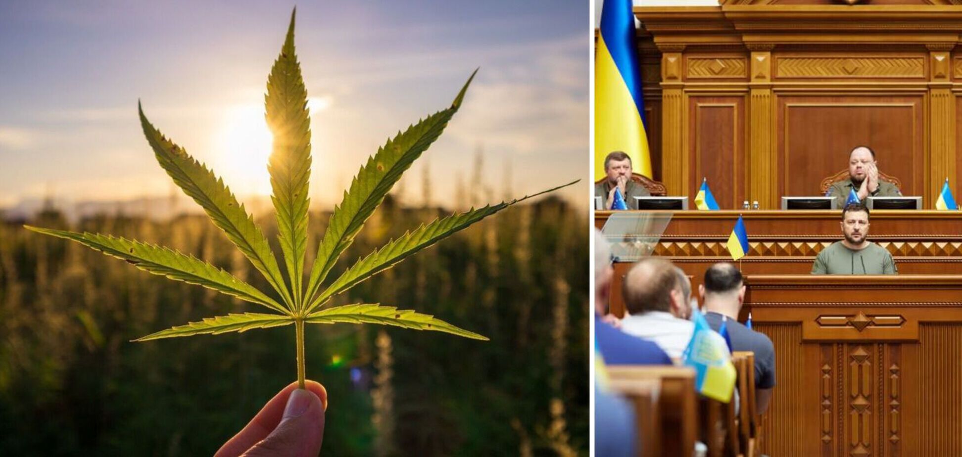 'Медицинский каннабис': Украину хотят сделать новой Колумбией, или Деньги не пахнут