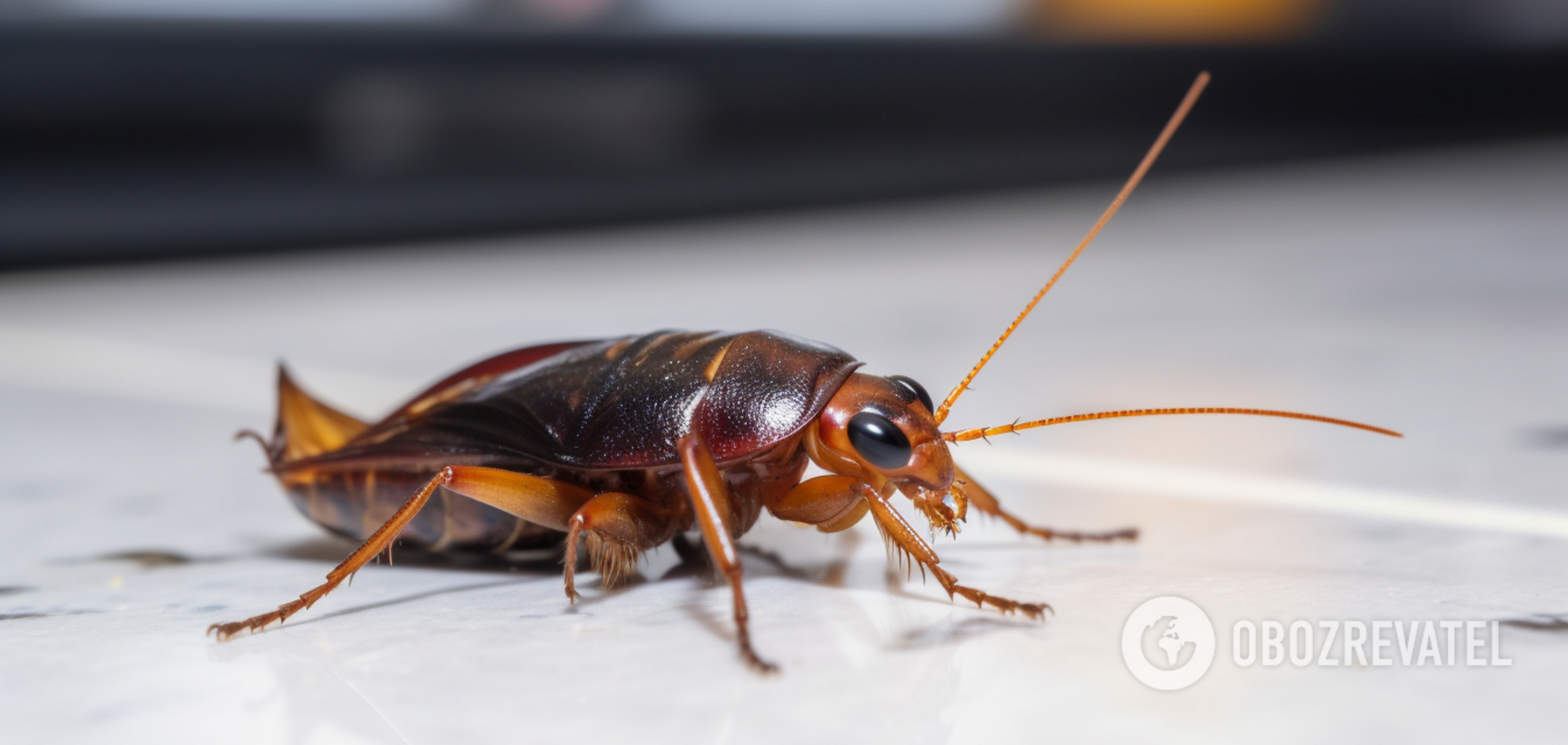 Как быстро избавиться от тараканов: понадобятся подручные средства