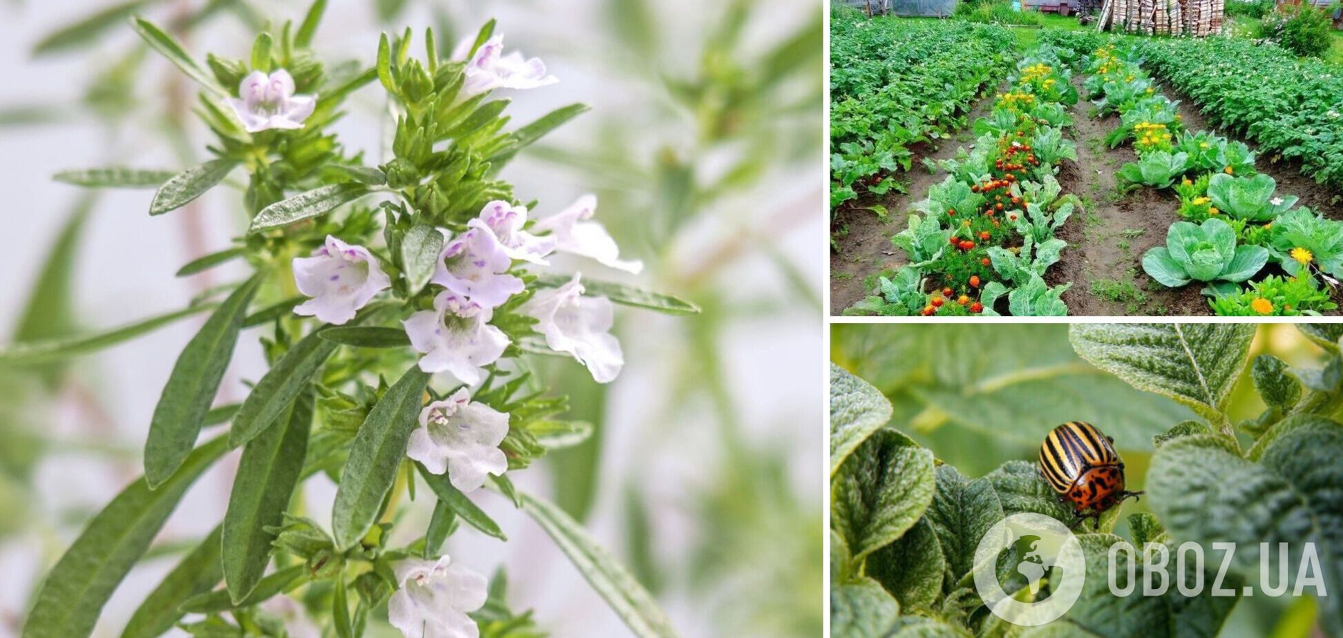 Що посадити на городі, щоб відлякати колорадських жуків: прості варіанти