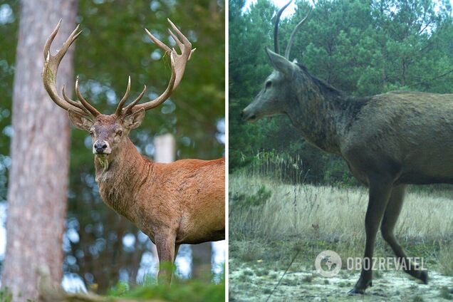У молодого самца оленя очень тонкие рога
