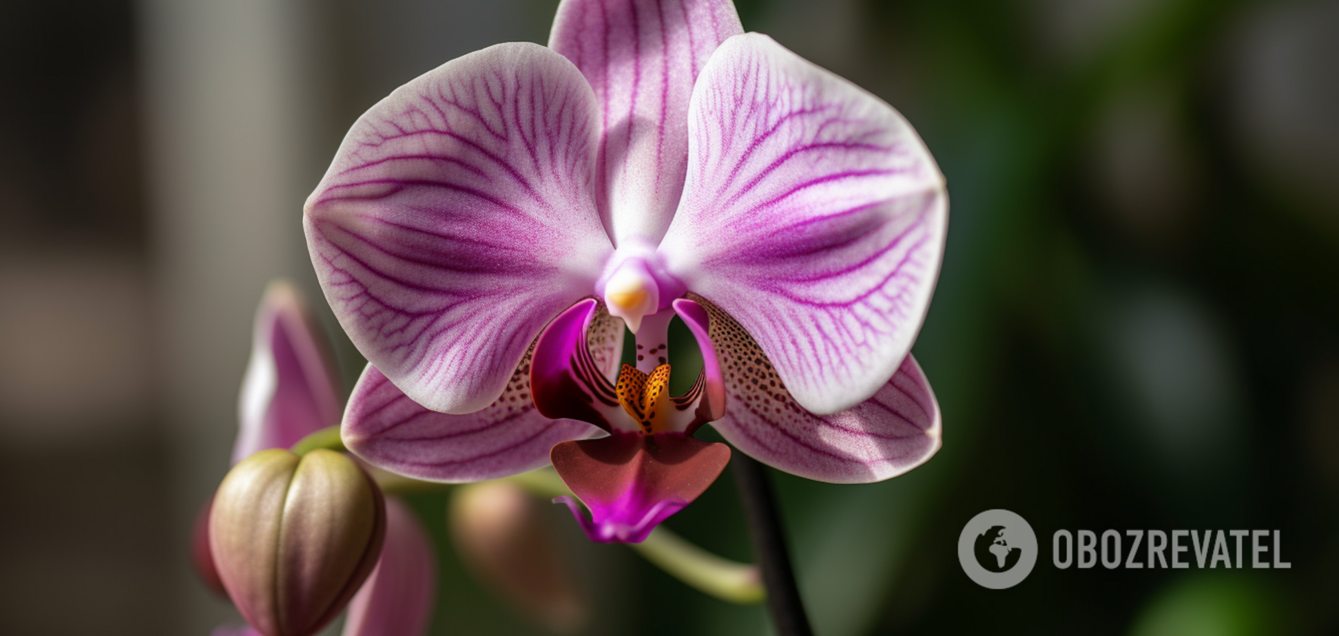 Как сделать две орхидеи из одной: простой способ