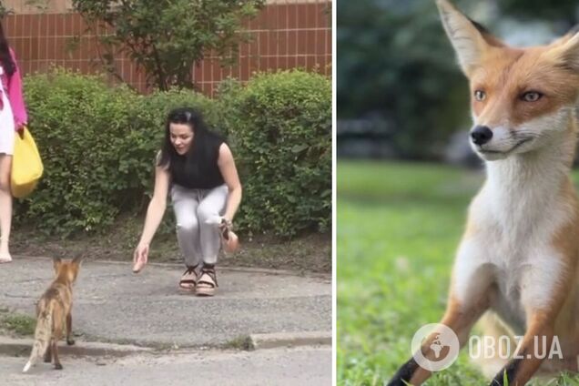 У Харкові лис під час війни поселився біля багатоповерхівки: його підгодовують курятиною та сосисками. Відео
