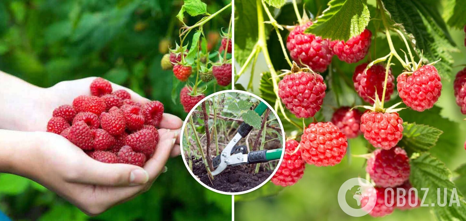 Что нужно сделать в августе, чтобы малина была большой: лайфхак