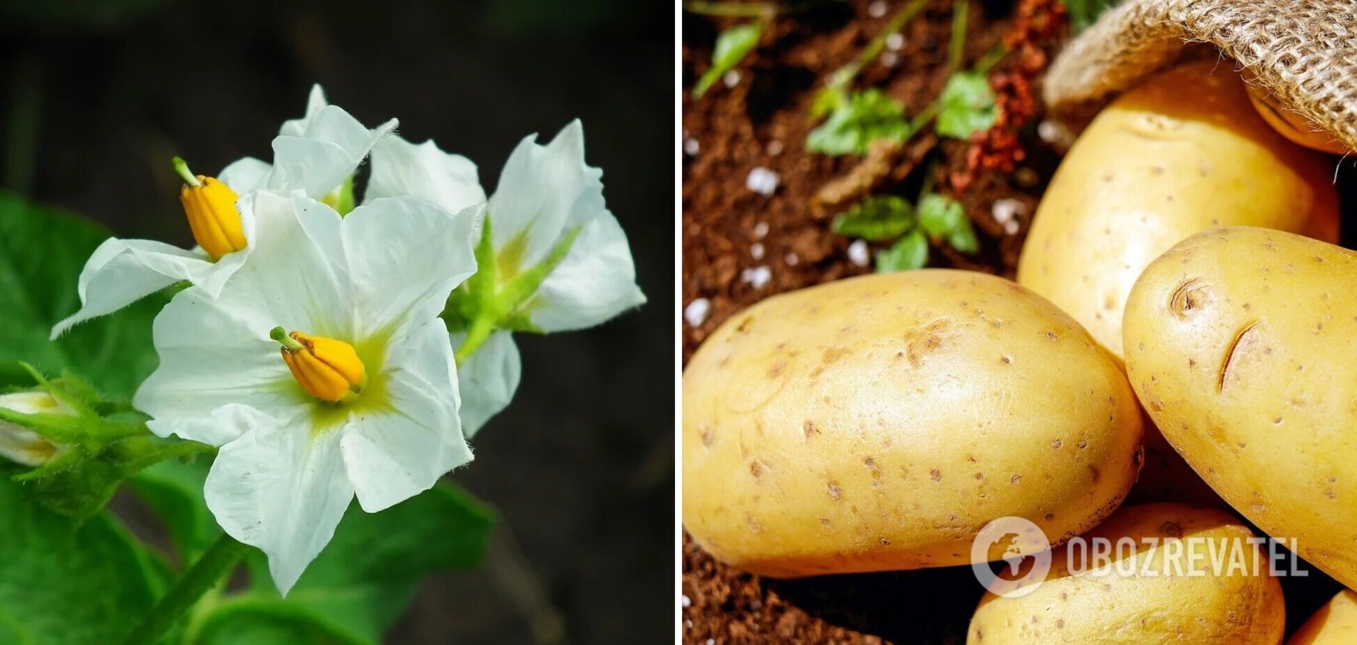 Чому розумні городники косять бадилля картоплі і коли це потрібно зробити