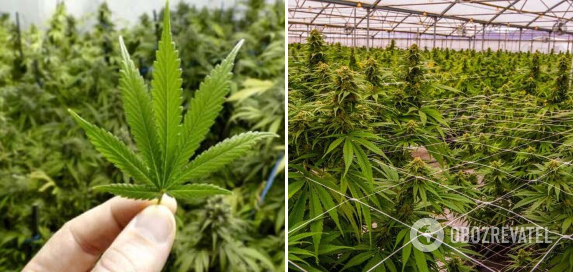 Марихуану в Украине будут выращивать со штрих-кодом на каждом кусте, – Стефанишина