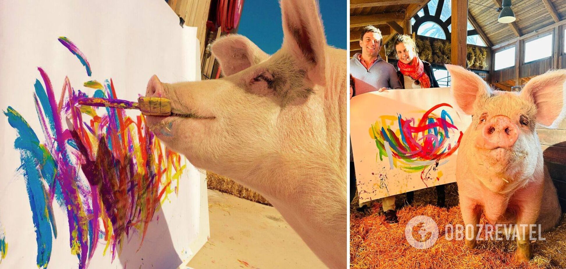 Свинья по кличке Пигкассо заработала больше миллиона долларов, рисуя картины: ее работы есть в коллекции Джорджа Клуни