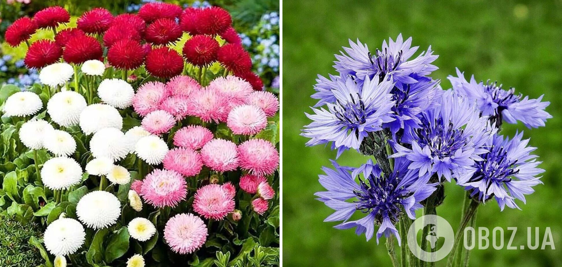 Як будуть українською маргаритки і васильки: правильні назви квітів