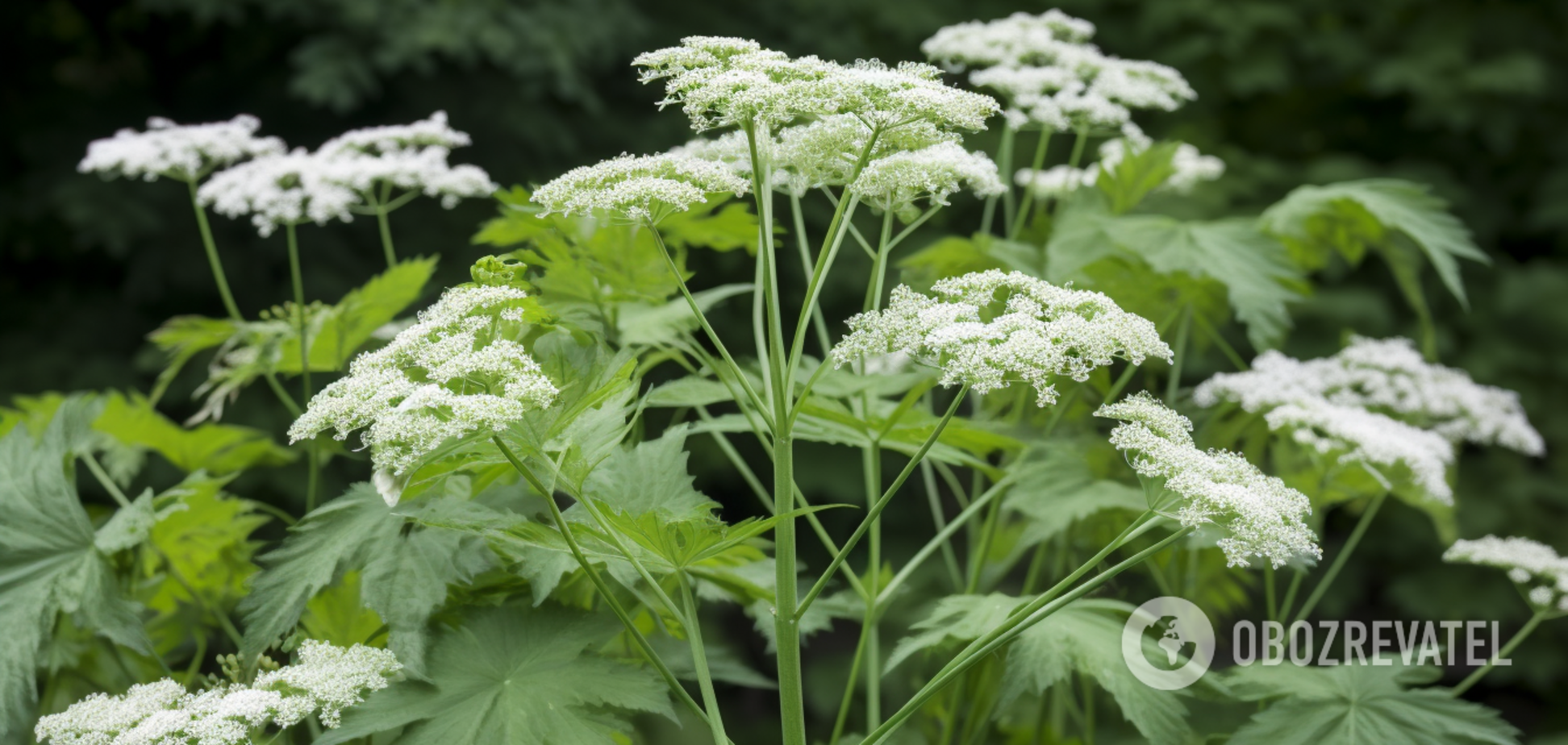 Оставляет шрамы на всю жизнь: как выглядит ядовитый борщевик и что делать, если уже коснулись растения