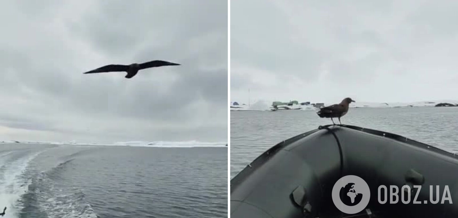 'Зачем лететь, когда можно подъехать?' Морская птица скуа прокатилась до станции Вернадского на лодке украинских полярников. Видео