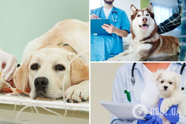 Які собаки найбільше страждають від болю: список чутливих порід