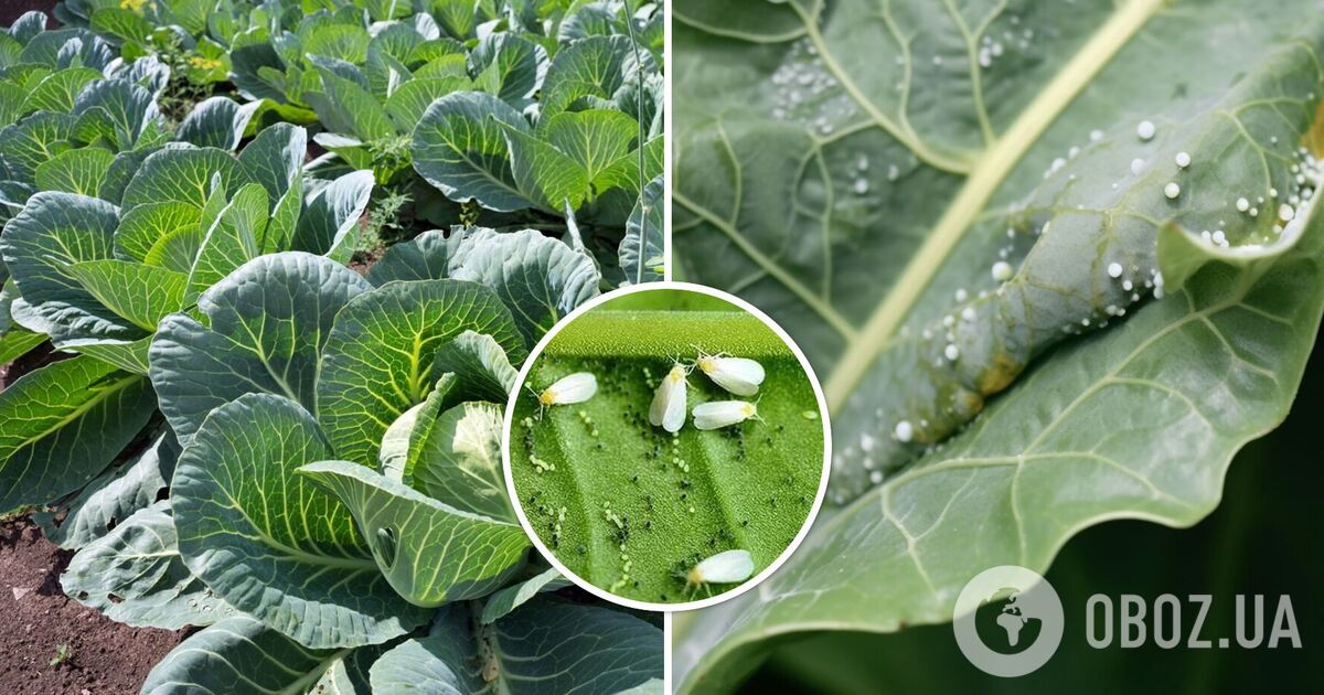 Травяные отвары