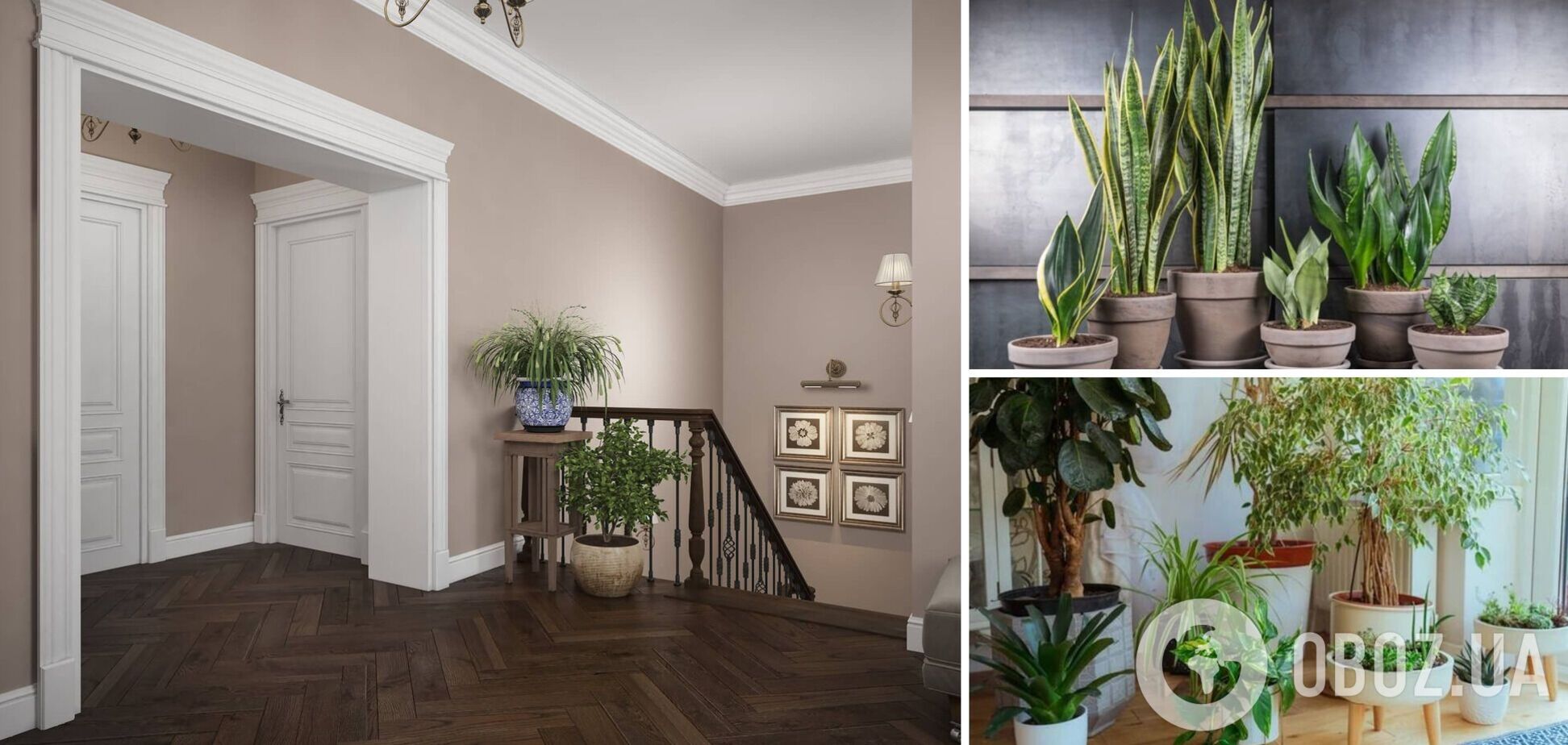 Какие комнатные цветы поставить в коридоре: легко обойдутся без света