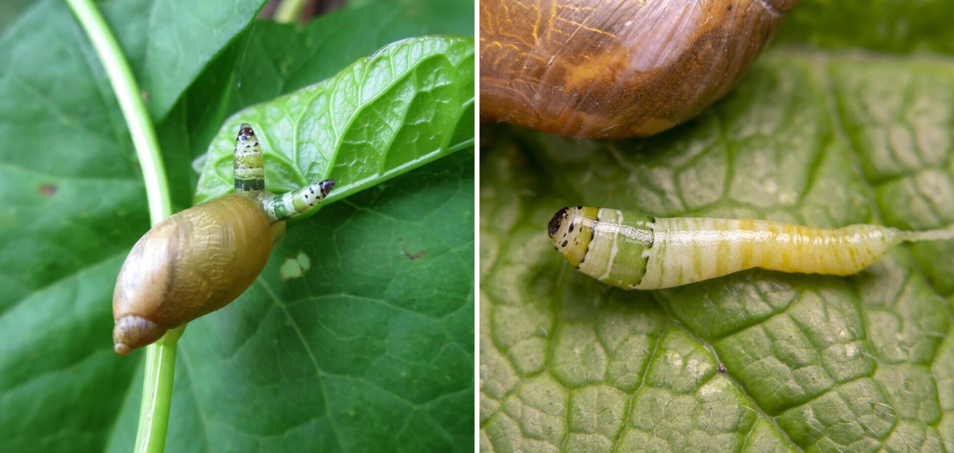 В сети показали улитку-зомби, тело которой захватил паразит. Жуткое видео