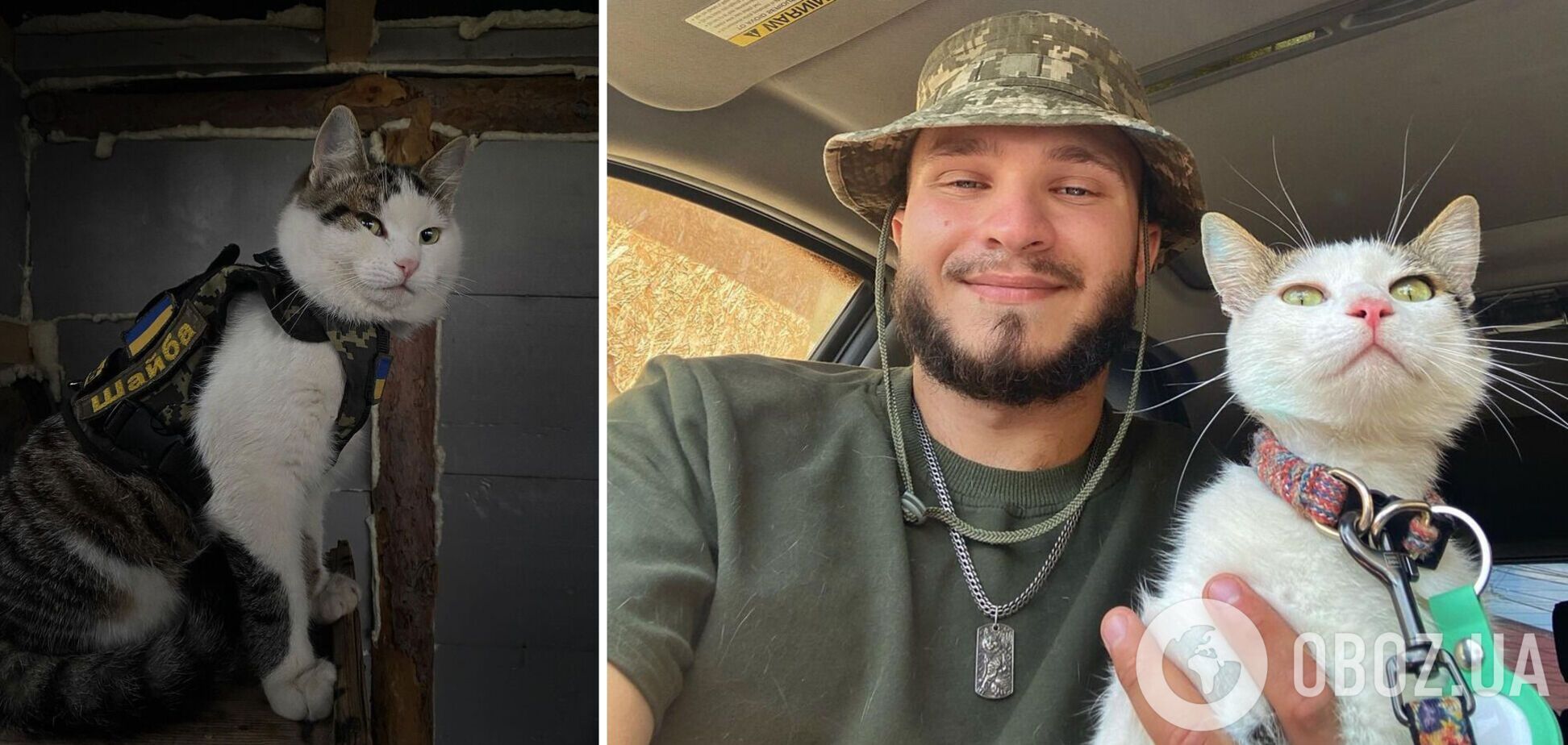 Кот украинского военного Шайба, который стал звездой сети, нашелся. Фото