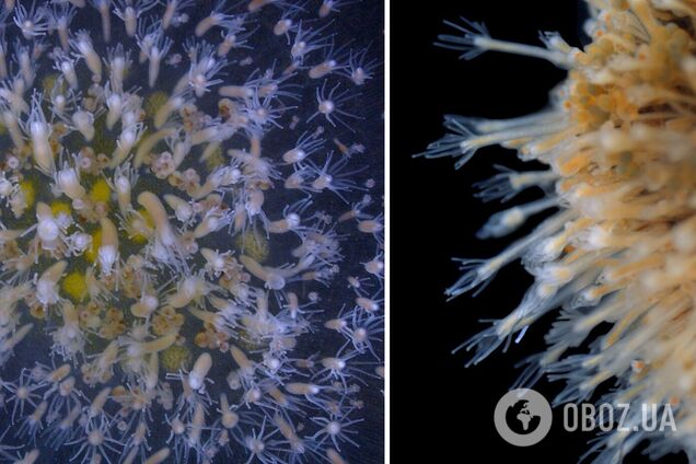 На дне моря обнаружен источник молодости, который дает надежду на вечную жизнь