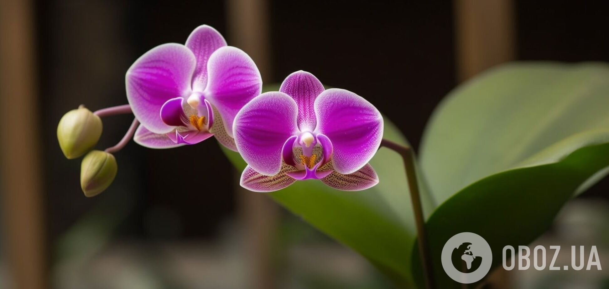 Орхідеї гнутимуться від квітів: домашні засоби, які подарують рослині нове життя