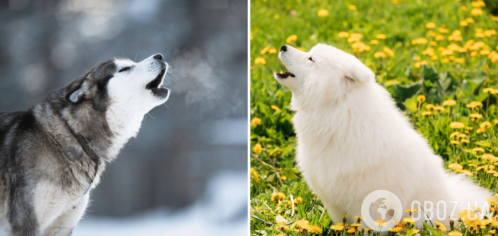 Які породи собак найчастіше виють: з чим це пов’язано