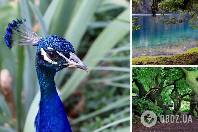 5 лучших заповедников Украины: какие из них можно посетить сейчас