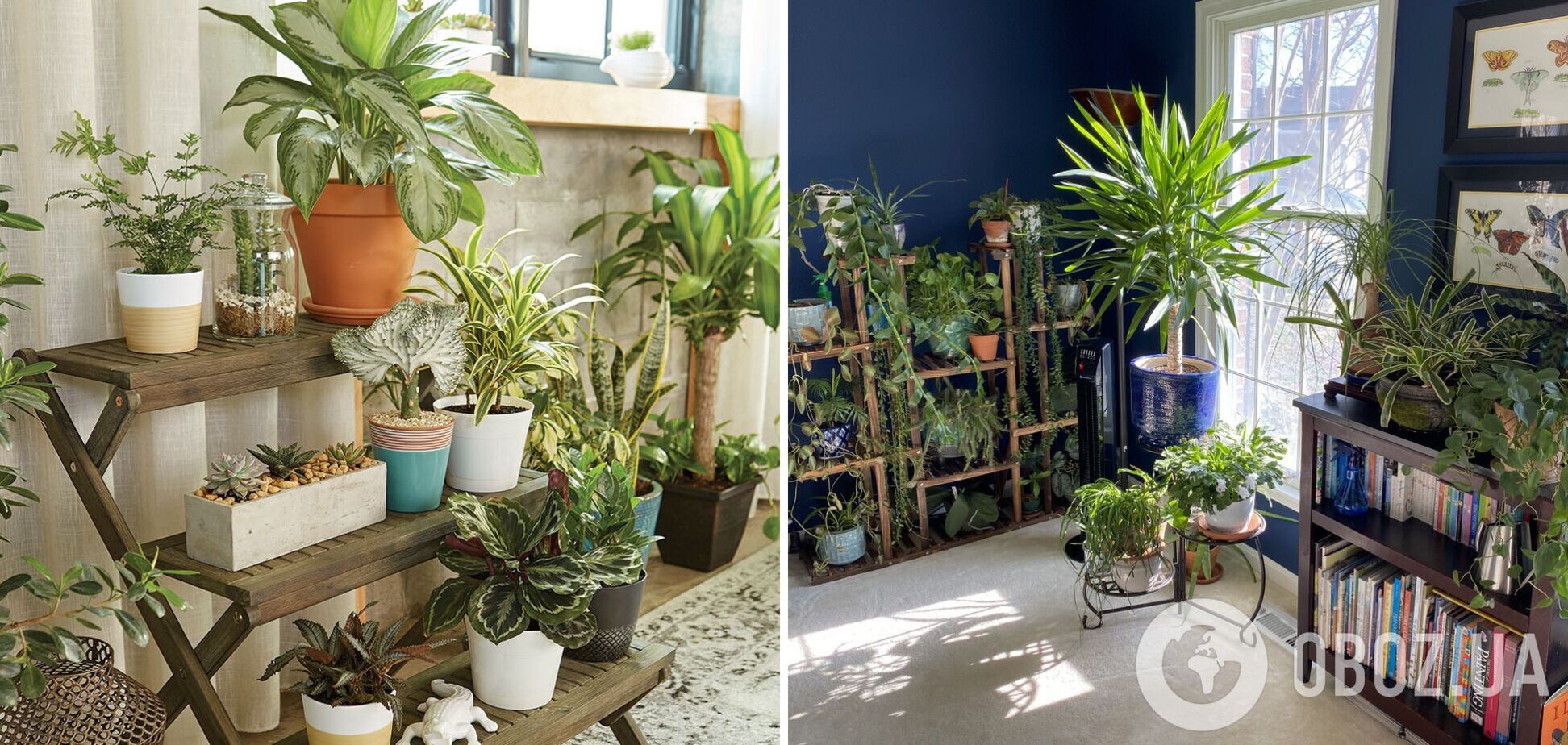 Змінять помешкання до невпізнання: 13 найгарніших кімнатних квітів