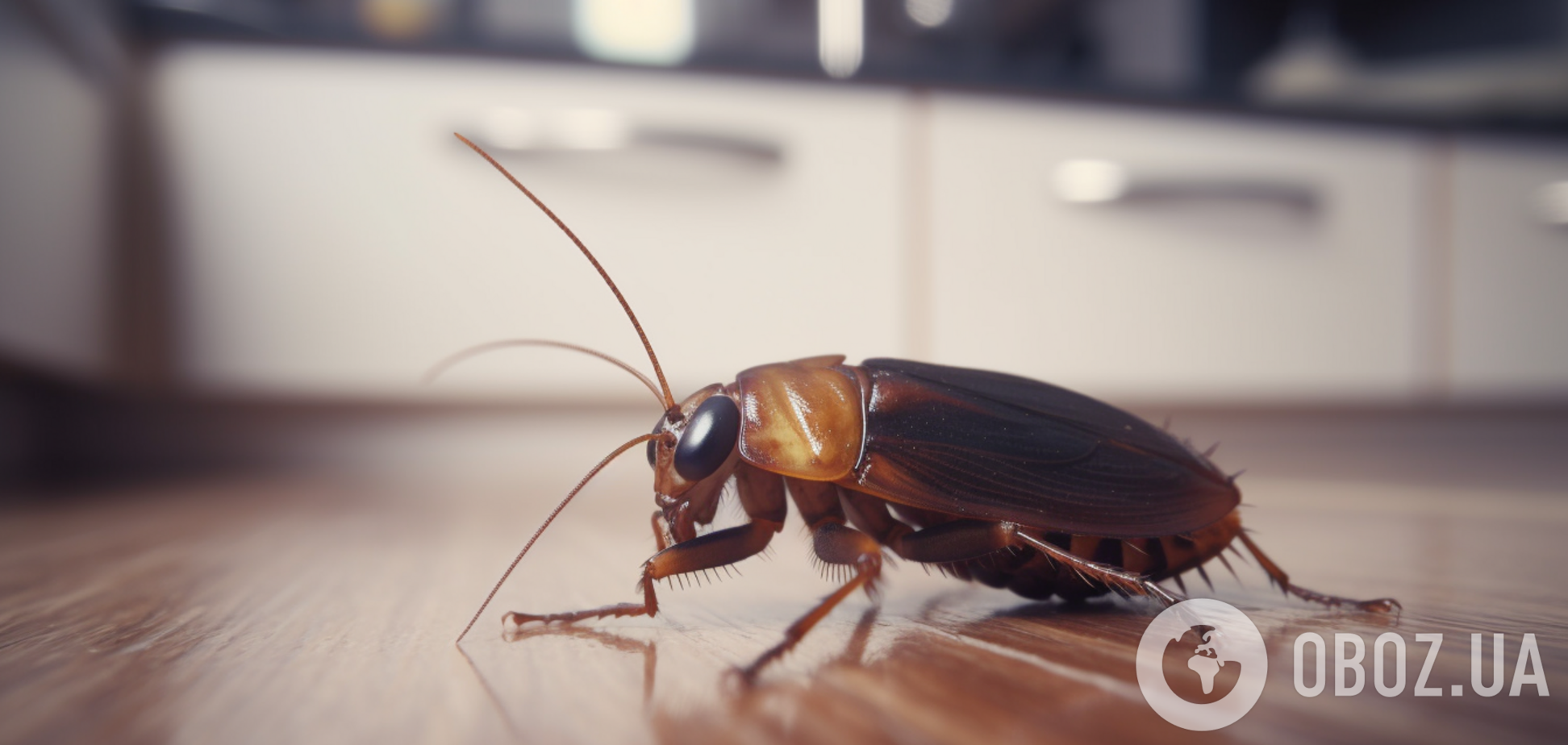 Как навсегда вывести тараканов: советы для хозяек