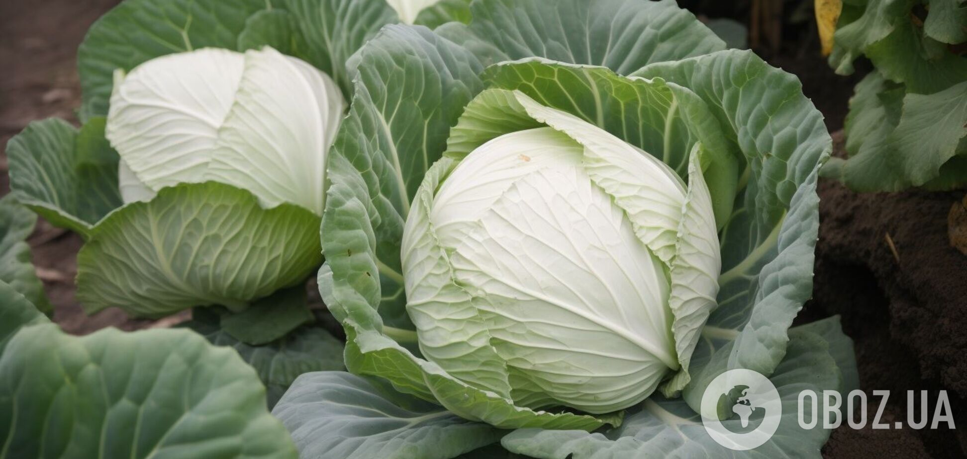 Как избавиться от гусениц на капусте: нужны всего два ингредиента