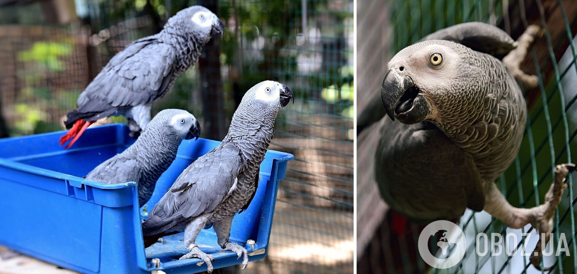 Для птахів створені усі необхідні умови