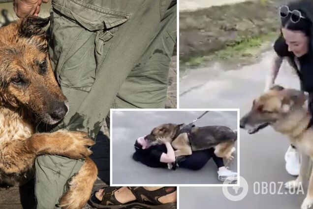 Не бачились майже місяць: зворушлива зустріч загубленого після підриву Каховської ГЕС собаки і господарів. Відео