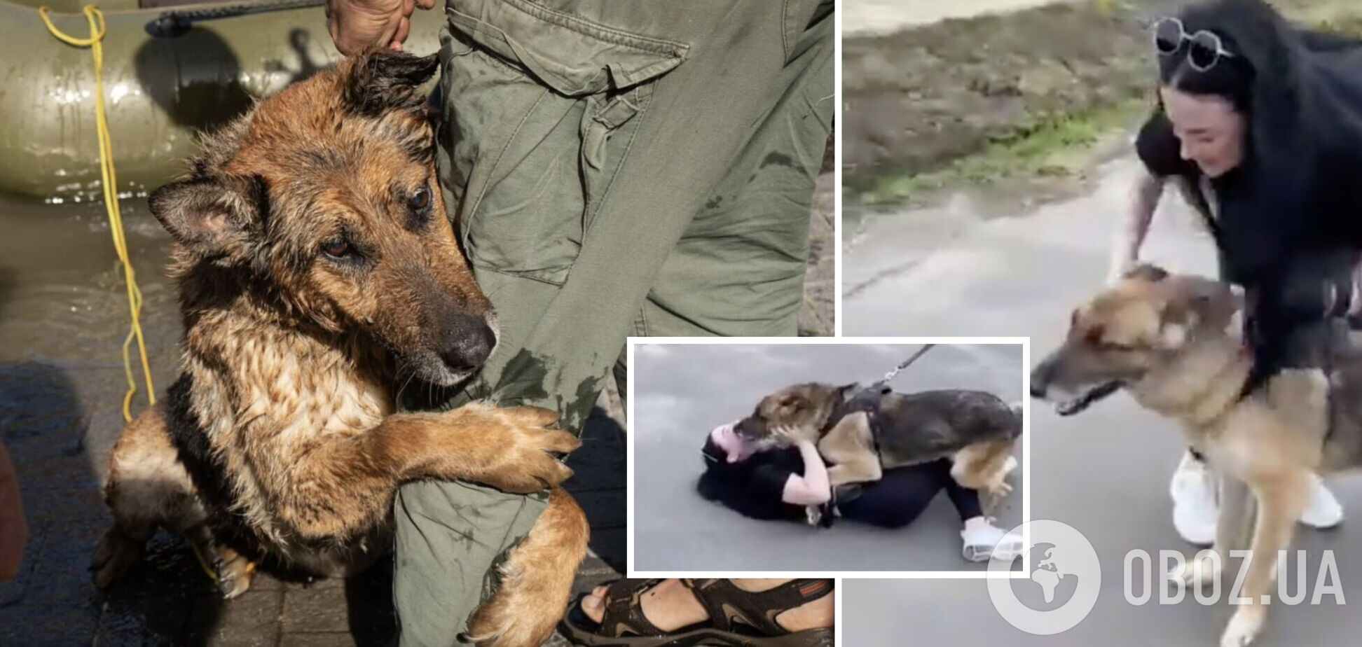 Не виделись почти месяц: трогательная встреча потерявшейся после подрыва Каховской ГЭС собаки и хозяев. Видео