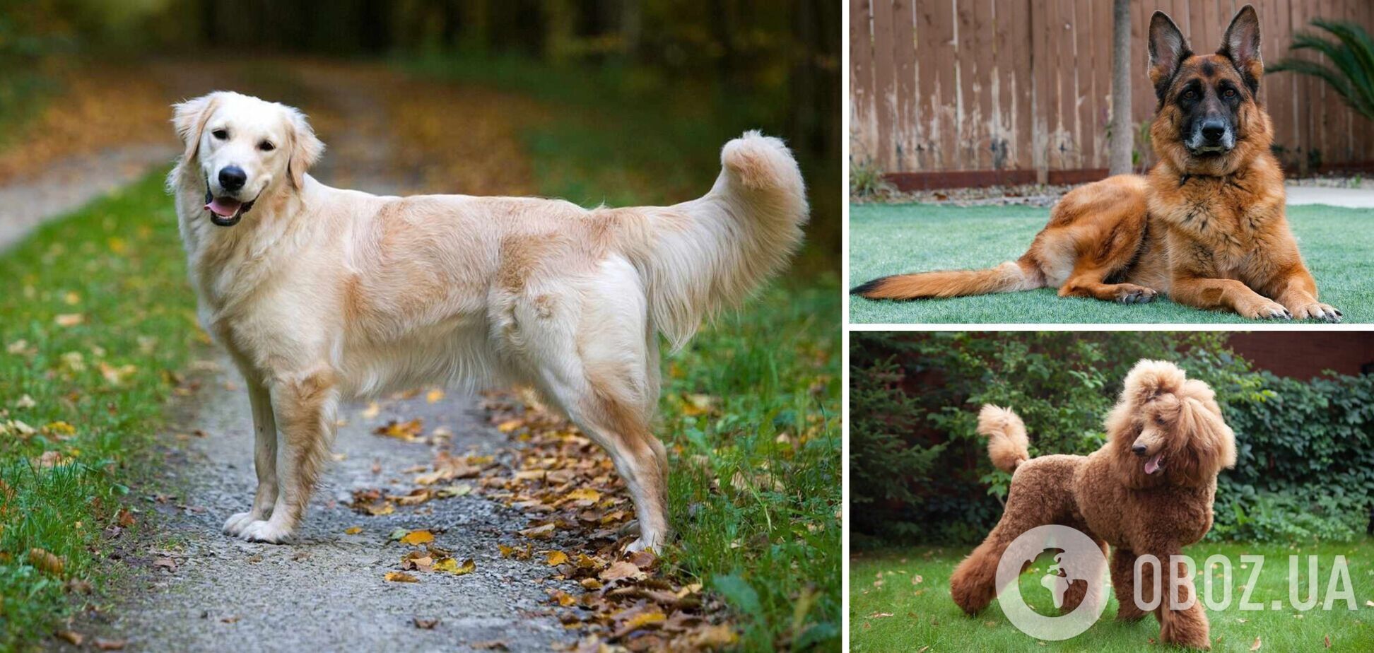 Які собаки є найкращими поводирями для сліпих: породи і фото