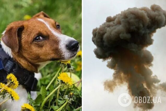 Пес Патрон попал под ракетный обстрел на Харьковщине: все подробности