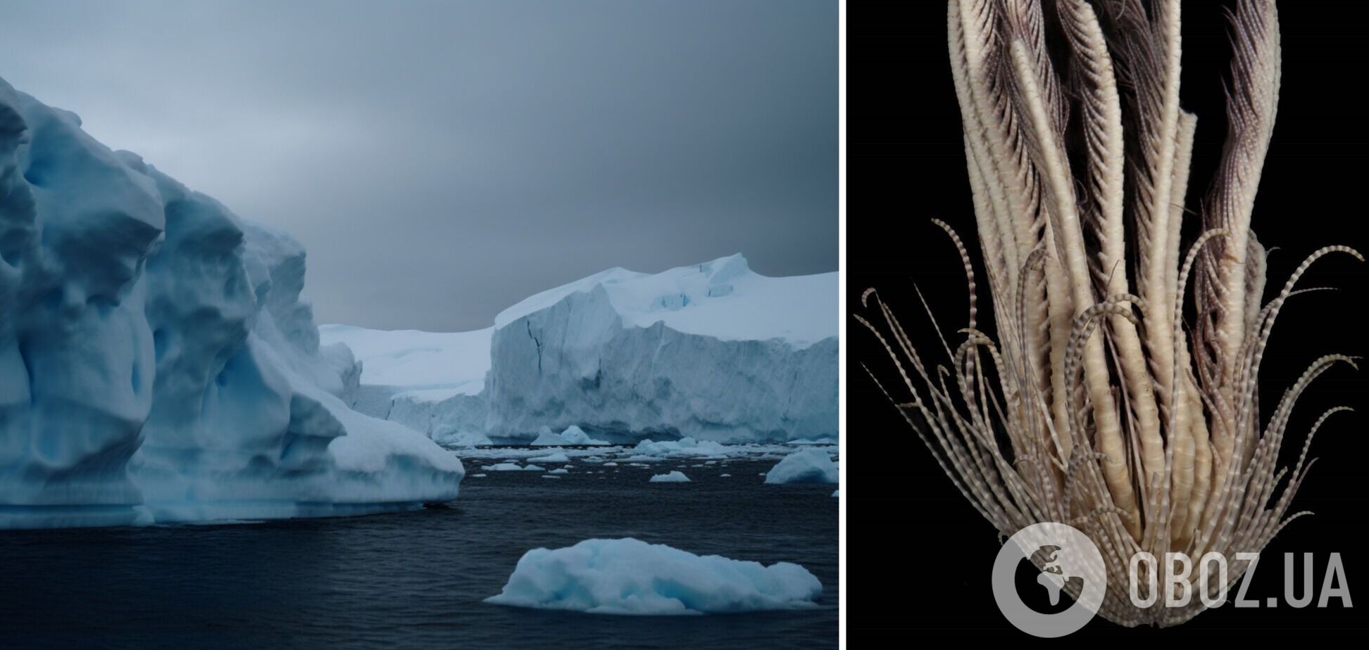 Это Ктулху? У побережья Антарктиды выловили существо с 20 руками. Фото