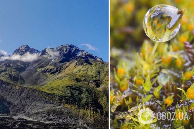 Унікальна рослина, якій 390 млн років, може повністю вимерти через глобальне потепління