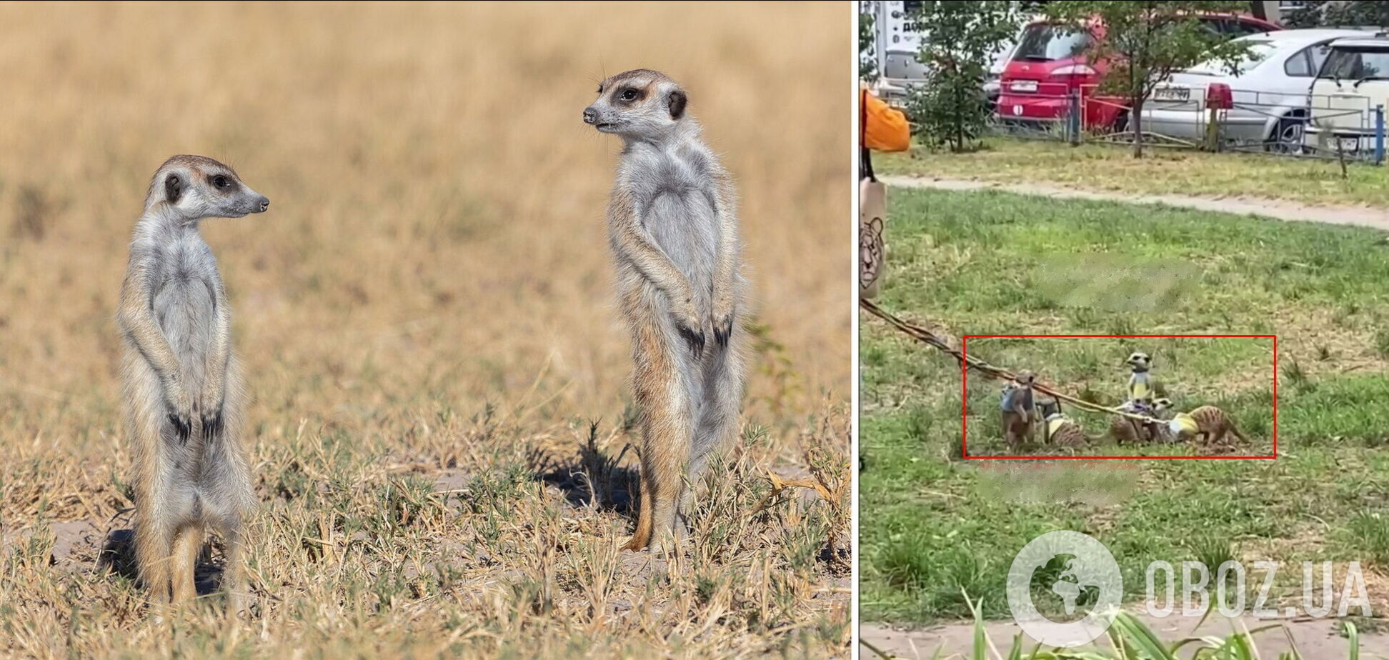 Животные с удовольствием копались в траве и наблюдали за прохожими