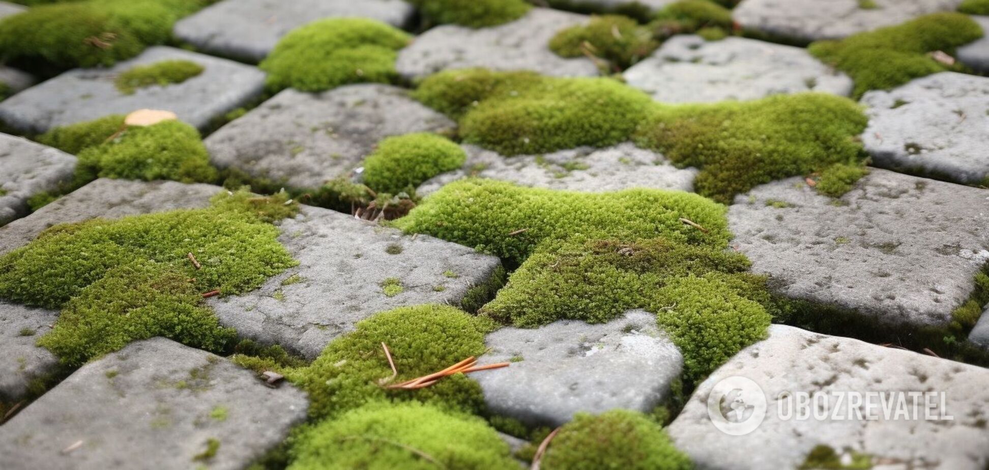 Як позбутися моху на тротуарній плитці: ефективні способи