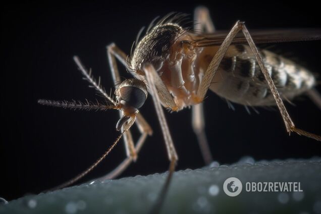 На Львівщині у двох жінок виявили малярію після відпочинку на Занзібарі: які симптоми хвороби