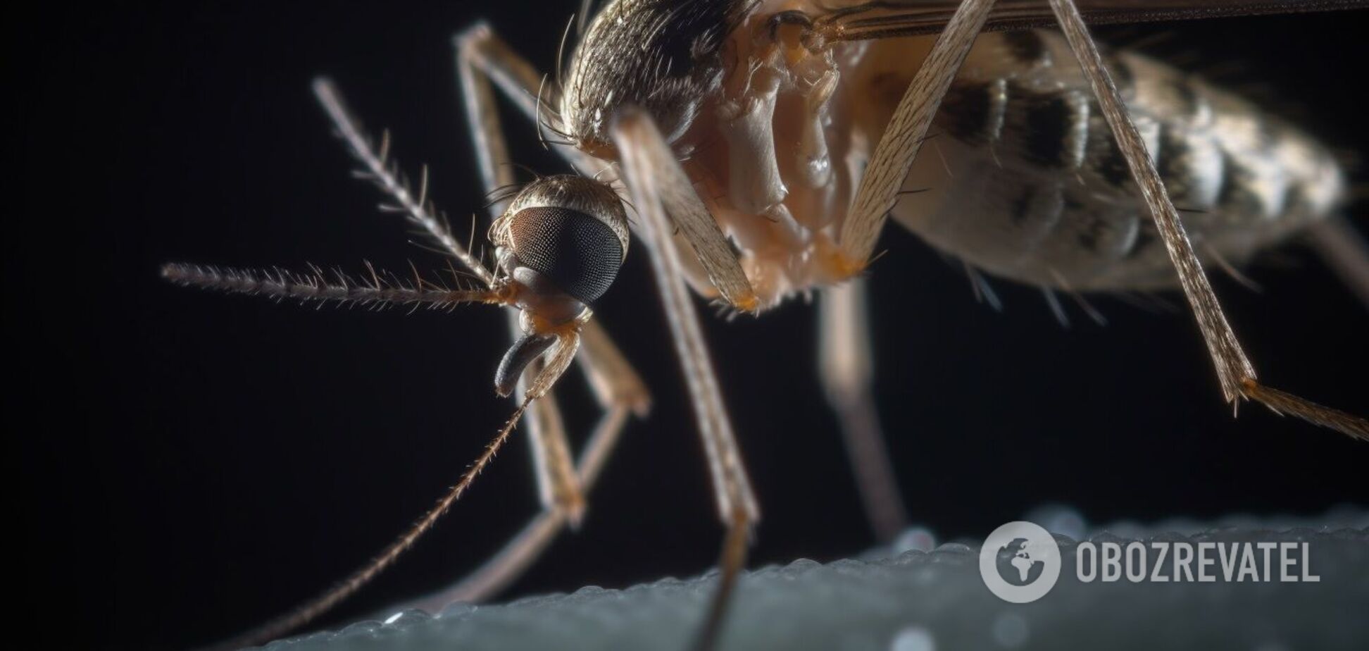 Скільки разів може укусити комар: цікаві факти